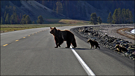 Bears crossing the road
